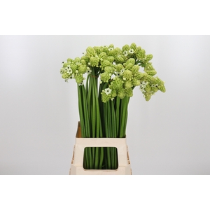 Ornithogalum Saundersiae