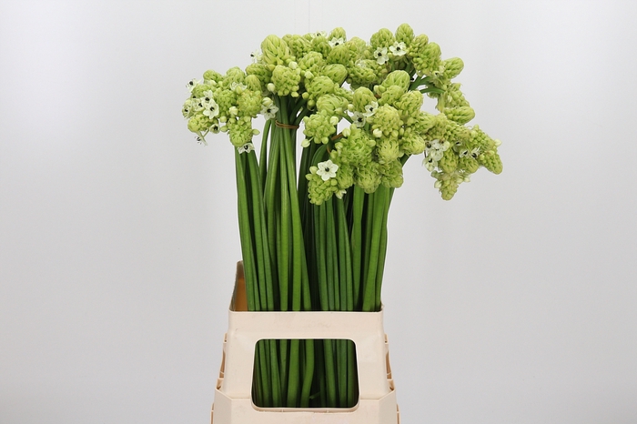 <h4>Ornithogalum Saundersiae</h4>