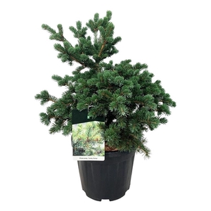 Picea pung. 'Lucky Strike'