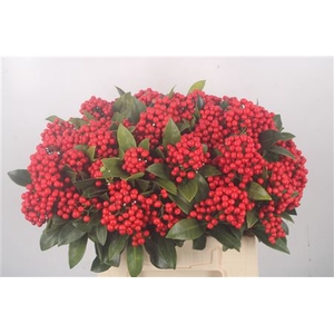 Skimmia Berry Per Bunch