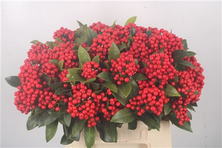 <h4>Skimmia Berry Per Bunch</h4>