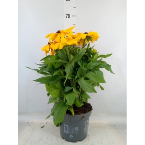 Rudbeckia hirta 'Sunbeckia'