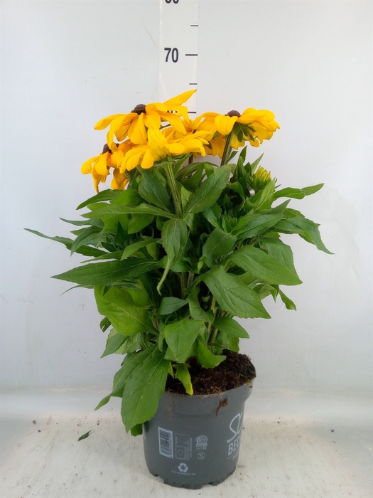 <h4>Rudbeckia hirta 'Sunbeckia'</h4>