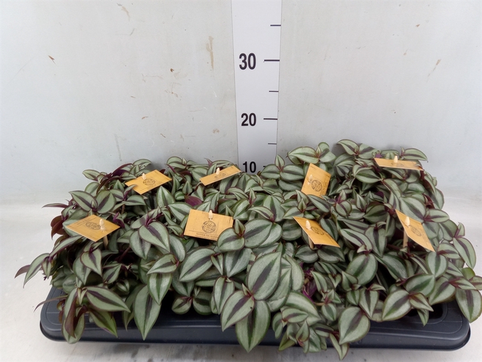 <h4>Tradescantia zebr. 'Purpusii'</h4>