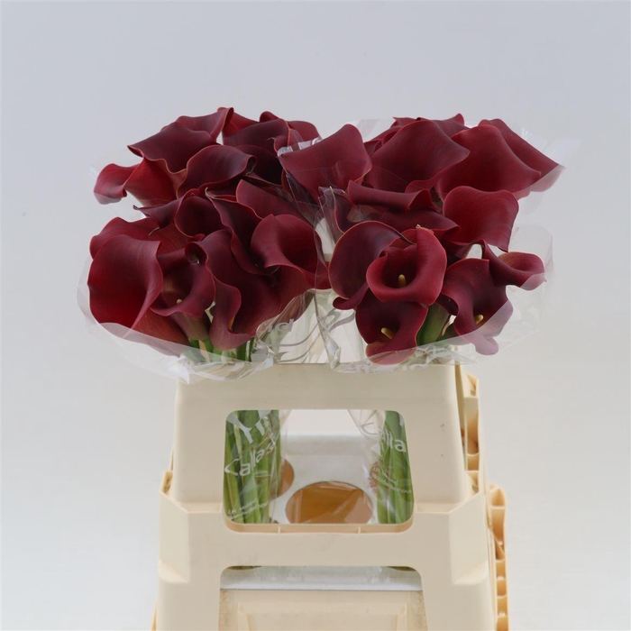 <h4>Calla Bermuda</h4>