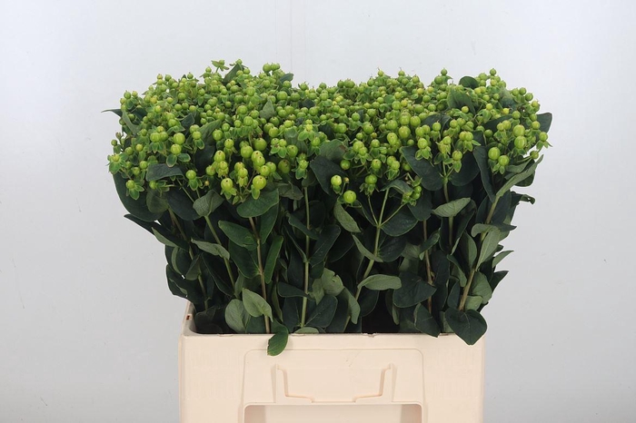 <h4>Hypericum Magical Green Revival</h4>
