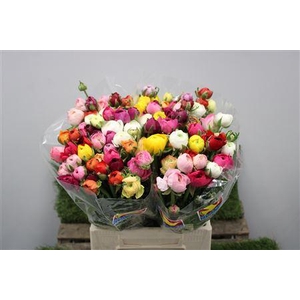 Ranunculus Eleg Mix Rainbow