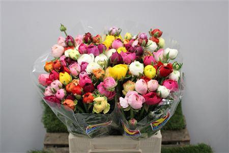 <h4>Ranunculus Eleg Mix Rainbow</h4>