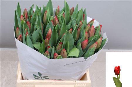 <h4>Tu En Barolo</h4>