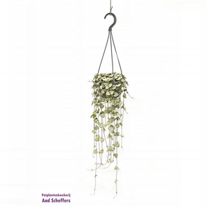Ceropegia woodii ssp. woodii