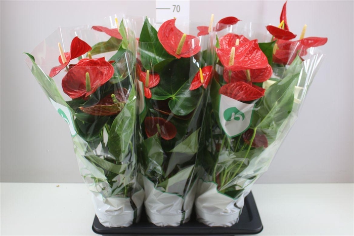 <h4>Anth An Arebo</h4>