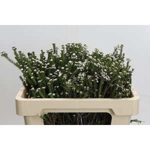 Kaaps Groen Phylica Ericoides Wit