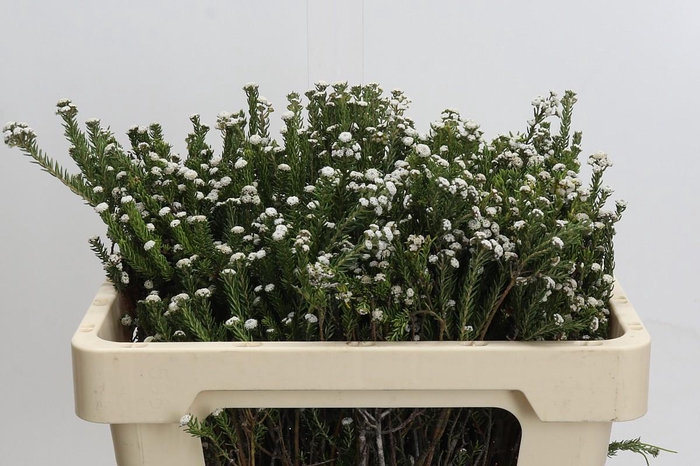 <h4>Phylica Ericoides White</h4>