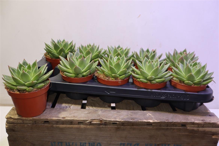 <h4>arr8 Echev Miranda</h4>