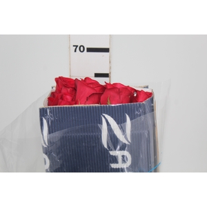 ROSA FREEDOM 050 CM IMP