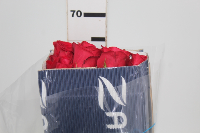 ROSA FREEDOM 050 CM IMP