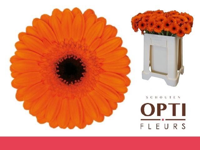 <h4>GE MI CARAMBA</h4>