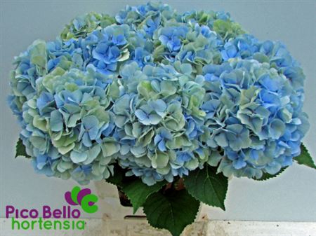 <h4>Hydr M Ch Verena Bl Cl</h4>