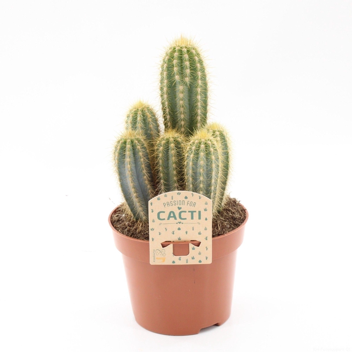 <h4>PILOSOCER PACHYCLADU</h4>