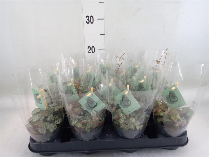 <h4>Ceropegia woodii ssp. woodii</h4>