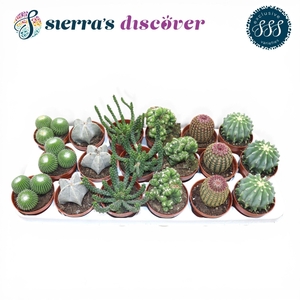 CACTUS GEM