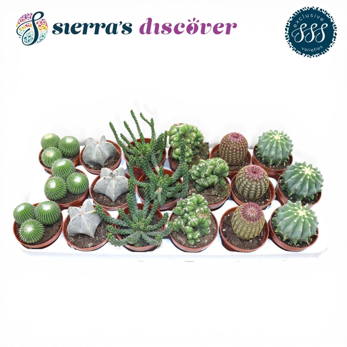 <h4>CACTUS GEM</h4>