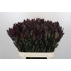 Leucadendron Saf Sunset Dark R.