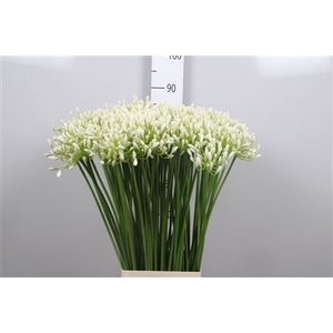 Agapanthus  'White Grace'