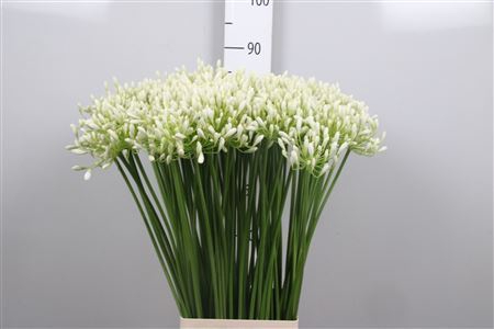 <h4>Agapanthus  'White Grace'</h4>