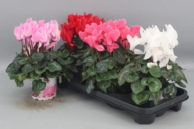 <h4>CYCL GR SUP XL</h4>