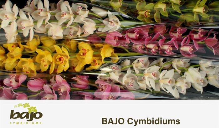 <h4>Cymb T Gem</h4>