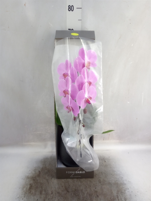 <h4>Phalaenopsis   ...rose</h4>