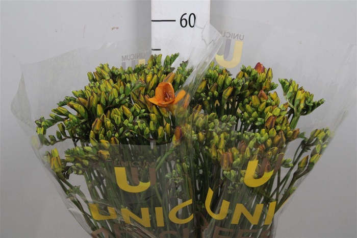 <h4>Fr Du Bastogne</h4>