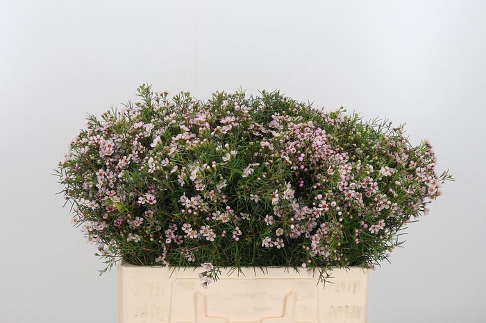 <h4>Chame Un Dori</h4>