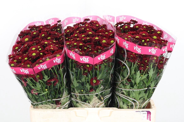 <h4>Chr S Ladybird</h4>