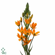 Ornit Db Royal Victo