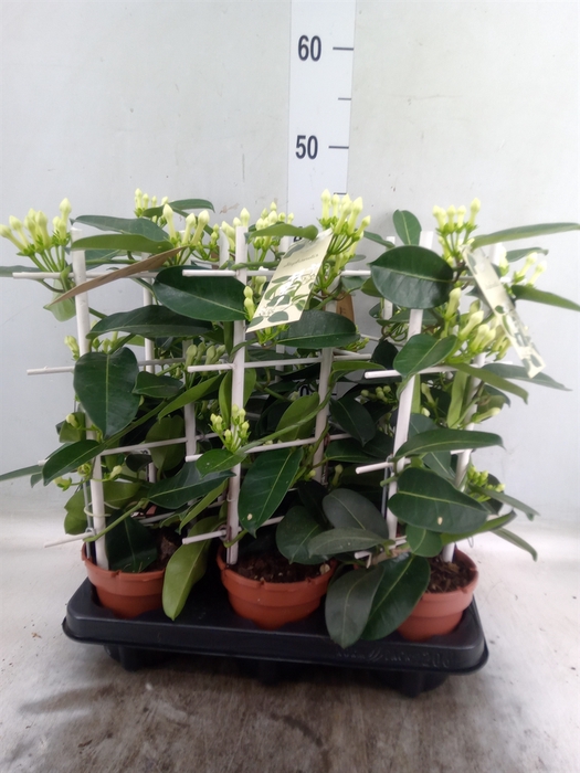 <h4>Stephanotis floribunda   ...</h4>