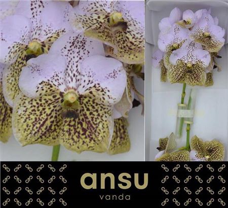 <h4>Vanda Divana Seashell Honey</h4>