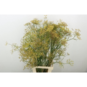 . Organic Foeniculum Vulgare