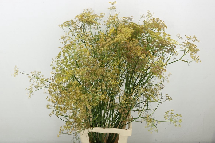 . Organic Foeniculum Vulgare