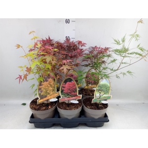 Acer palmatum