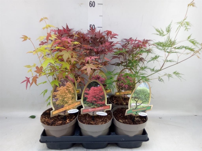 <h4>Acer palmatum</h4>