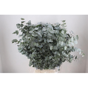 Euca Cinerea 300gr P Bunch