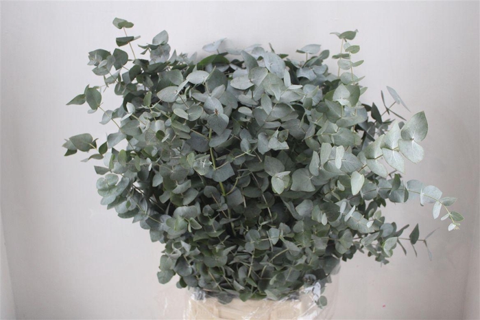 <h4>Euca Cinerea 300gr P Bunch</h4>