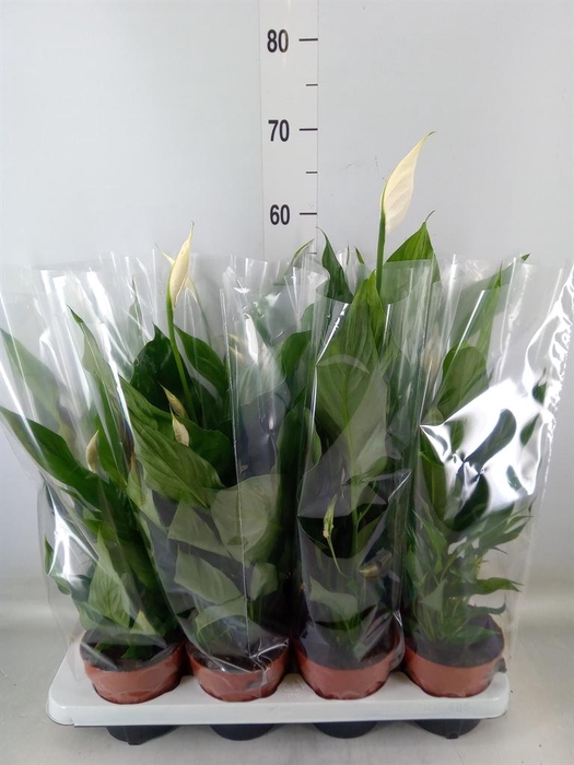 <h4>Spathiphyllum  'Sweet Chico'</h4>