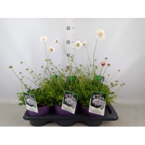 Scabiosa columb.