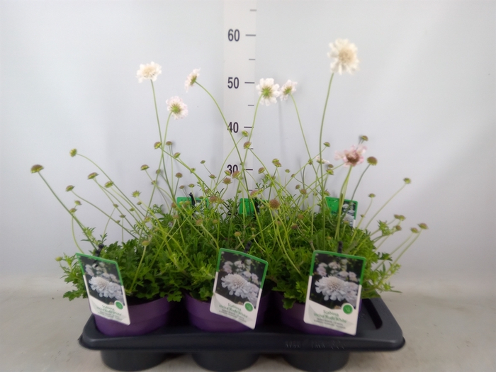 <h4>Scabiosa columb.</h4>