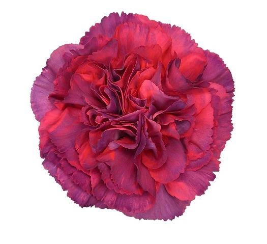 <h4>Di St Metalica</h4>