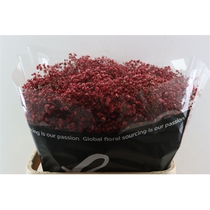 Gyps Grof Bordeaux (dip)