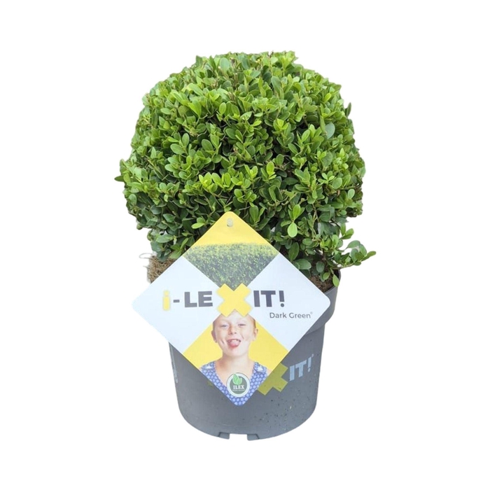 <h4>Ilex crenata Dark Green</h4>